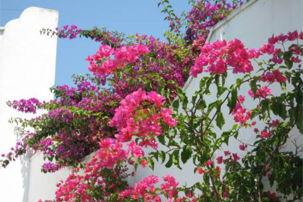 agriturismo avetrana